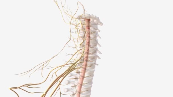 Médula Espinal Sistema Nervioso — Vídeos de Stock