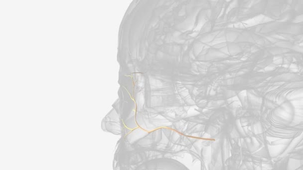 顔の神経の複合的な枝 — ストック動画