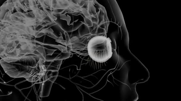 Нюхові Нерви Особливі Сенсорні Нерви Відчуття Запаху — стокове відео