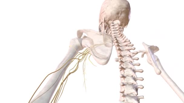 Det Mänskliga Skelettet Och Nervsystemet Vänster Arm — Stockvideo