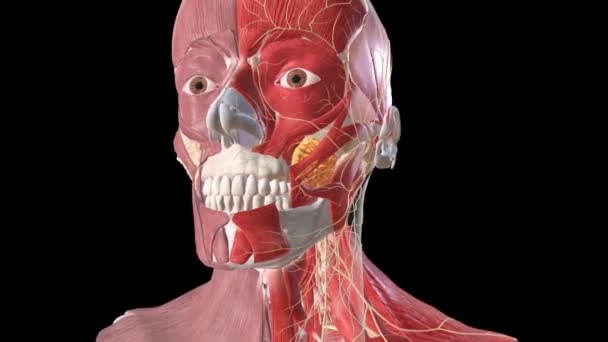 Yüz Boyun Sinir Sistemi — Stok video