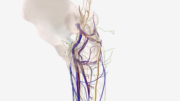 Nervové Lymfatické Uzliny Pánevní Oblasti — Stock video