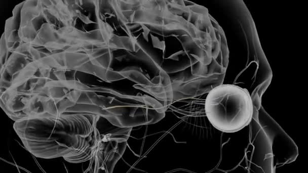 Трохлеарный Нерв Является Четвертым Черепным Нервом Одним Глазных Двигательных Нервов — стоковое видео