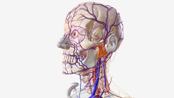 Sistema Nervioso Vascular Cabeza Cuello Humanos — Vídeo de stock