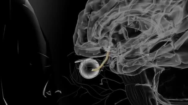 Nervul Cranian Nervul Optic Controlează Simțul Special Vederii — Videoclip de stoc