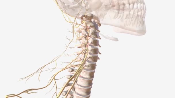 Medula Espinhal Sistema Nervoso — Vídeo de Stock