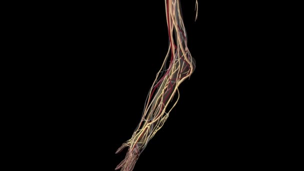 手と腕の神経系と血管系 — ストック動画