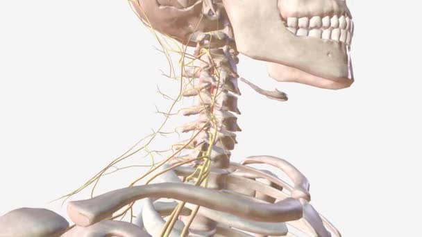 Medula Espinhal Sistema Nervoso — Vídeo de Stock
