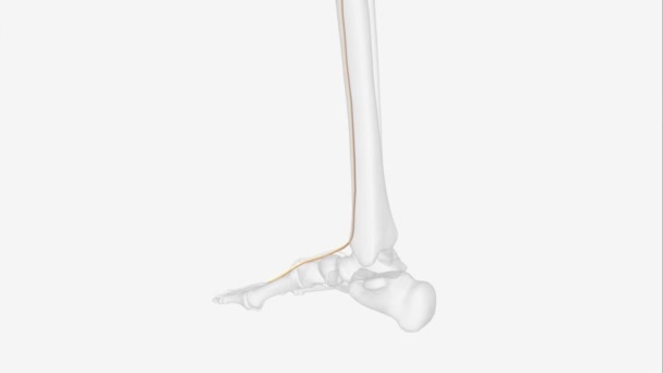 深い線維神経 ディープペロン神経 は脚の神経である それは一般的な線維神経の末端の枝の一つです — ストック動画