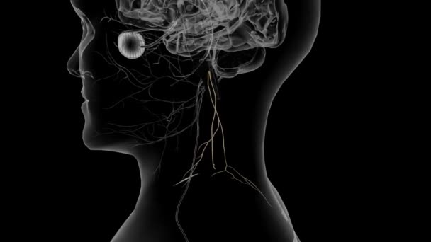 アクセサリー神経は11番目の頭蓋骨神経です — ストック動画