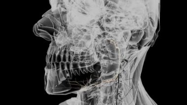 Hipoglikoz siniri on ikinci çift kraniyal sinirdir. .