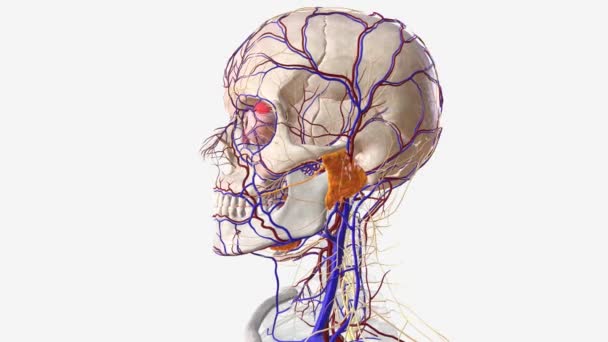 Nsan Kafa Boynundaki Sinir Damar Sistemi — Stok video