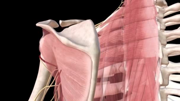 人体骨骼系统中的血管通路和神经系统 — 图库视频影像