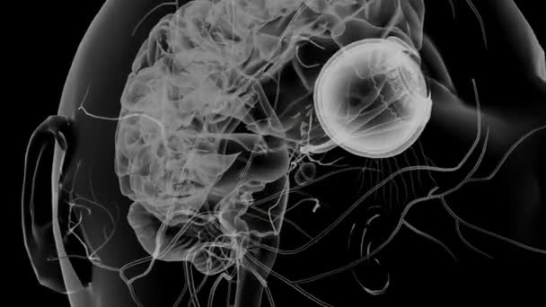 诱发电位神经是第六个颅脑神经 — 图库视频影像