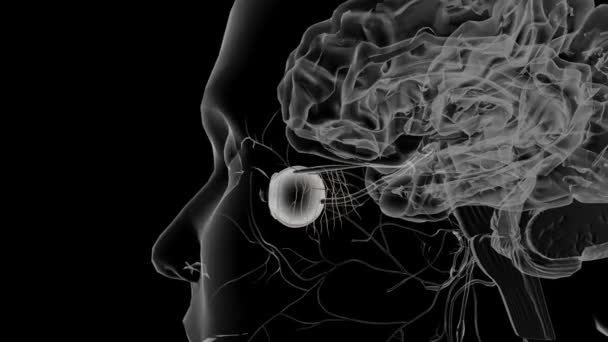 Los Nervios Olfativos Son Nervios Sensoriales Especiales Para Sentido Del — Vídeos de Stock