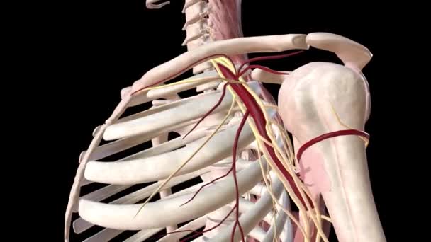 Αγγειακές Οδοί Και Νευρικό Σύστημα Στο Ανθρώπινο Σκελετικό Σύστημα — Αρχείο Βίντεο