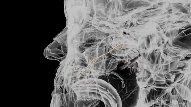Gałąź Podpoliczkowa Nerwu Żuchwowego Zawiera Włókna Sensoryczne — Wideo stockowe