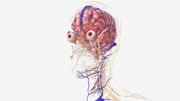 人的头和脖子的神经和血管系统 — 图库视频影像