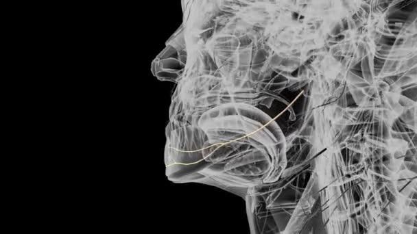 Mandibular Branch Facial Nerve — Stock Video