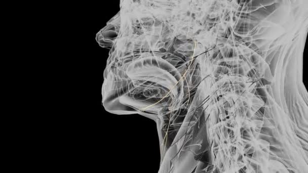 面部神经颈支 — 图库视频影像