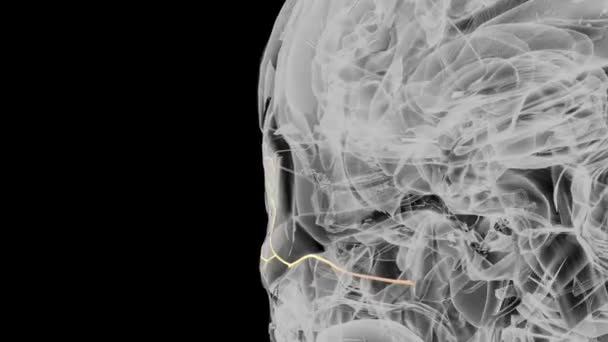 顔の神経の複合的な枝 — ストック動画