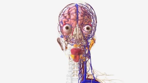 人間の頭部および首の神経および血管システム — ストック動画