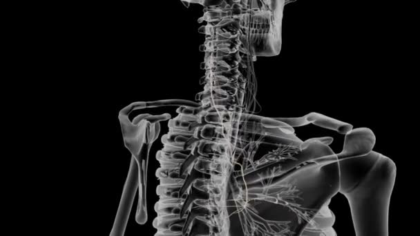 Left Phrenic Nerve Passes Anteriorly Medial Part Left Subclavian Artery — Stock Video