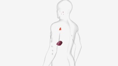 Lenfatik sistem, omurgalılarda bulunan ve bağışıklık sisteminin bir parçası olan bir organ sistemidir. .