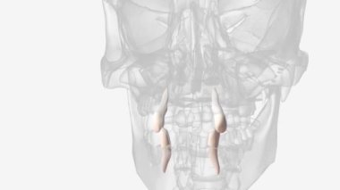 maksiller köpek çene kemiği 3d .