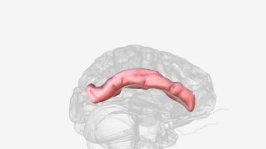 Orta temporal gyrus temporal lobun yan yüzeyinde üst temporal gyrus 'a yakın. .