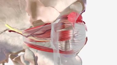 Gözyaşı bezi (gözyaşı bezi) göz küresinin üzerinde, her yörüngenin üst dış yüzeyinin ön kısmında bulunan bir dış salgı bezidir. .