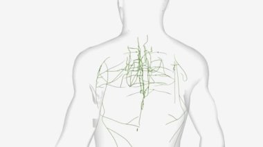 Torasik lenf düğümleri iki tip olarak ayrılır: göğüs duvarındaki parietal lenf düğümleri ve iç lenf düğümleri. .