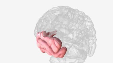 Temporal loblar kulakların arkasında oturur ve en büyük ikinci lobdur..