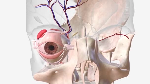 Вены Которые Приносят Кровь Сосуды Ваших Глаз Называются Периорбитальными Венами — стоковое видео