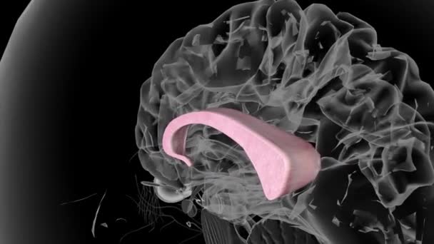 Corpo Caloso Banda Curva Tecido Mais Leve Centro Cérebro Acima — Vídeo de Stock