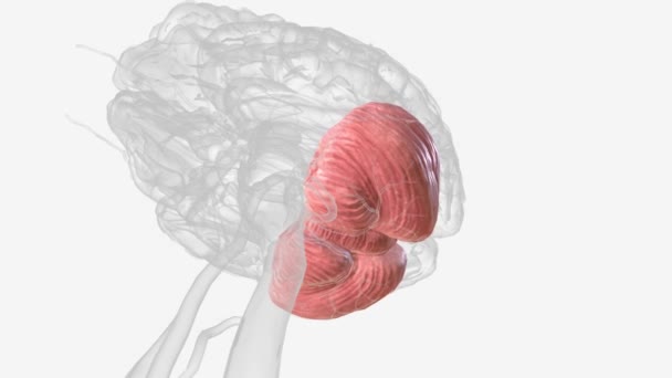 小脑是大脑的一部分 它帮助你协调和调节大脑和身体的多种功能和过程 — 图库视频影像