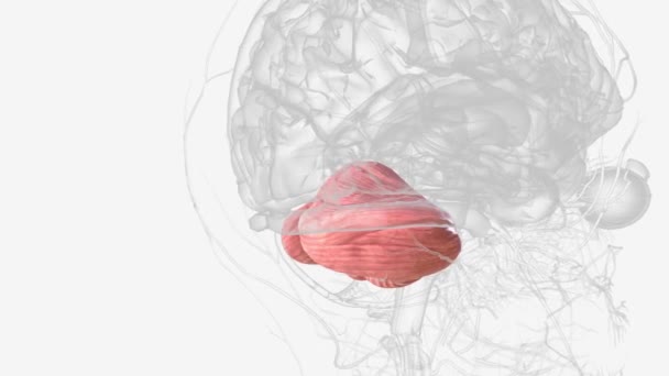 Beyincik Beyninizin Hem Beyninizdeki Hem Vücudunuzdaki Işlevleri Koordine Eden Düzenleyen — Stok video