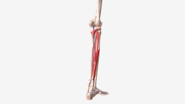 Mięśnie Nerwy Więzadła Naczynia Nodze — Wideo stockowe