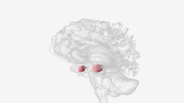 杏仁核是大脑中主要与情感过程有关的区域 — 图库视频影像
