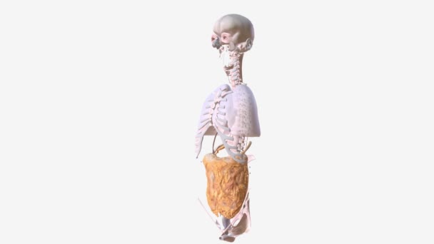 轴向结缔组织系统是肺的纤维连续体 在肺体积变化时保持肺泡表面面积 — 图库视频影像
