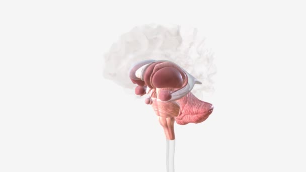 Das Gehirn Besteht Aus Drei Hauptteilen Großhirn Kleinhirn Und Hirnstamm — Stockvideo