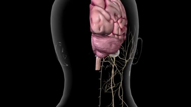 Conexiones Nerviosas Entre Cerebro Humano Ojo — Vídeo de stock