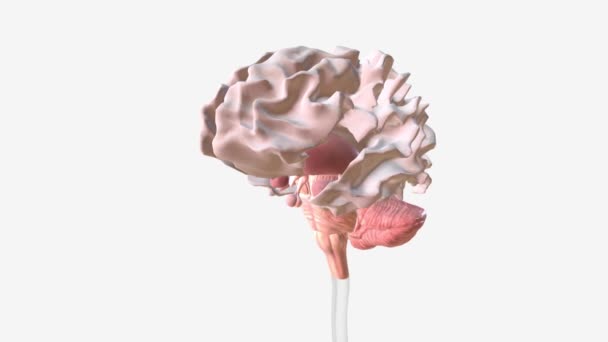 Мозг Состоит Трех Основных Частей Шейки Матки Шейки Матки Головного — стоковое видео