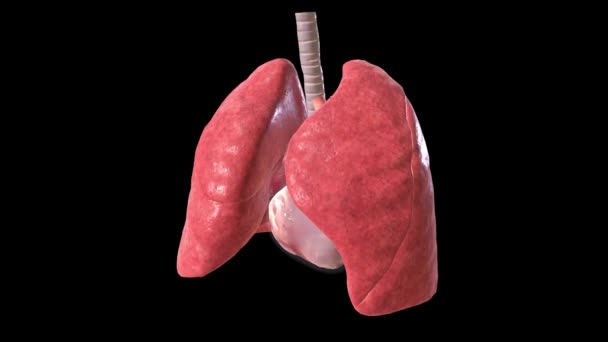 心脏和肺位于胸部或胸腔内 — 图库视频影像