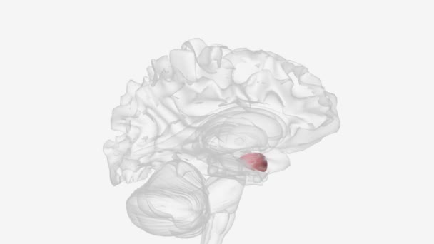 Amygdala Oblast Mozku Primárně Spojená Emocionálními Procesy — Stock video