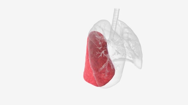 肺の右下の葉は 基づいて5つの気管支モナリセグメントに分かれています — ストック動画