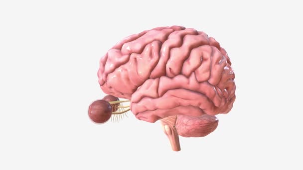 Nervförbindelser Mellan Människans Hjärna Och Öga — Stockvideo