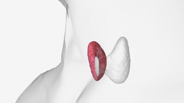 甲状腺は小さい楕円形の腺の2組である — ストック動画
