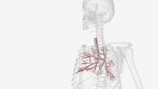 Бронх Проход Дыхательные Пути Нижних Дыхательных Путях Которые Направляют Воздух — стоковое видео