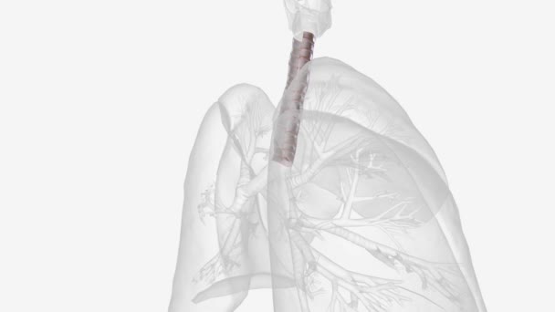 Průdušnice Klíčovou Součástí Dýchacího Ústrojí — Stock video